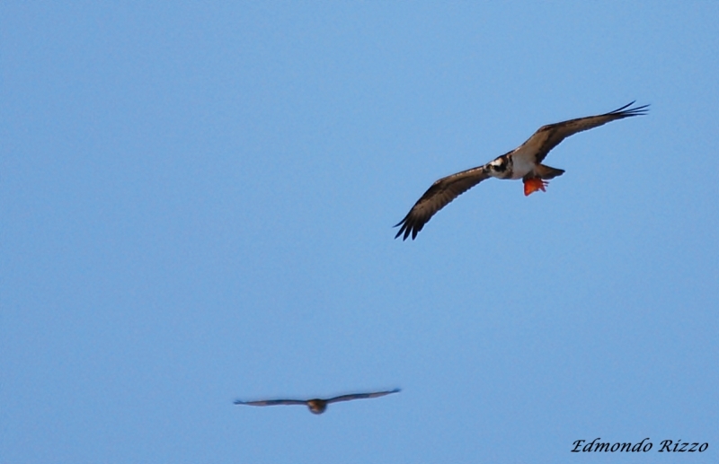 Falco pescatore